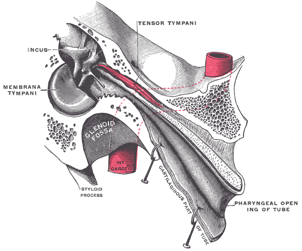 Behandeling Tensor Tympani